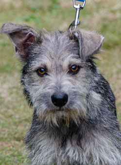 Photo of Rescue Miniature Schnauzer Puppy Daniel