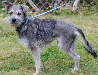 Photo of Rescue Miniature Schnauzer Puppy Daniel