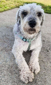 Photo of Rescue Miniature Schnauzer Firu