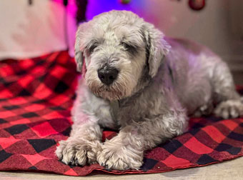 Photo of Rescue Miniature Schnauzer Firu