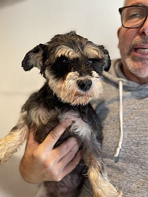 Photo of Rescue Miniature Schnauzer Kaisa