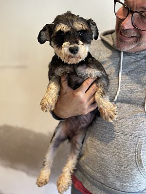 Photo of Rescue Miniature Schnauzer Kaisa