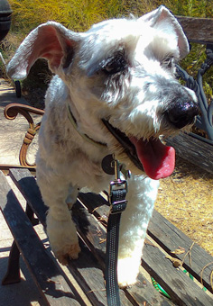 Photo of Rescue Miniature Schnauzer Marty