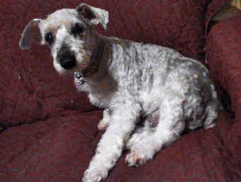 Photo of Rescue Miniature Schnauzer Marty