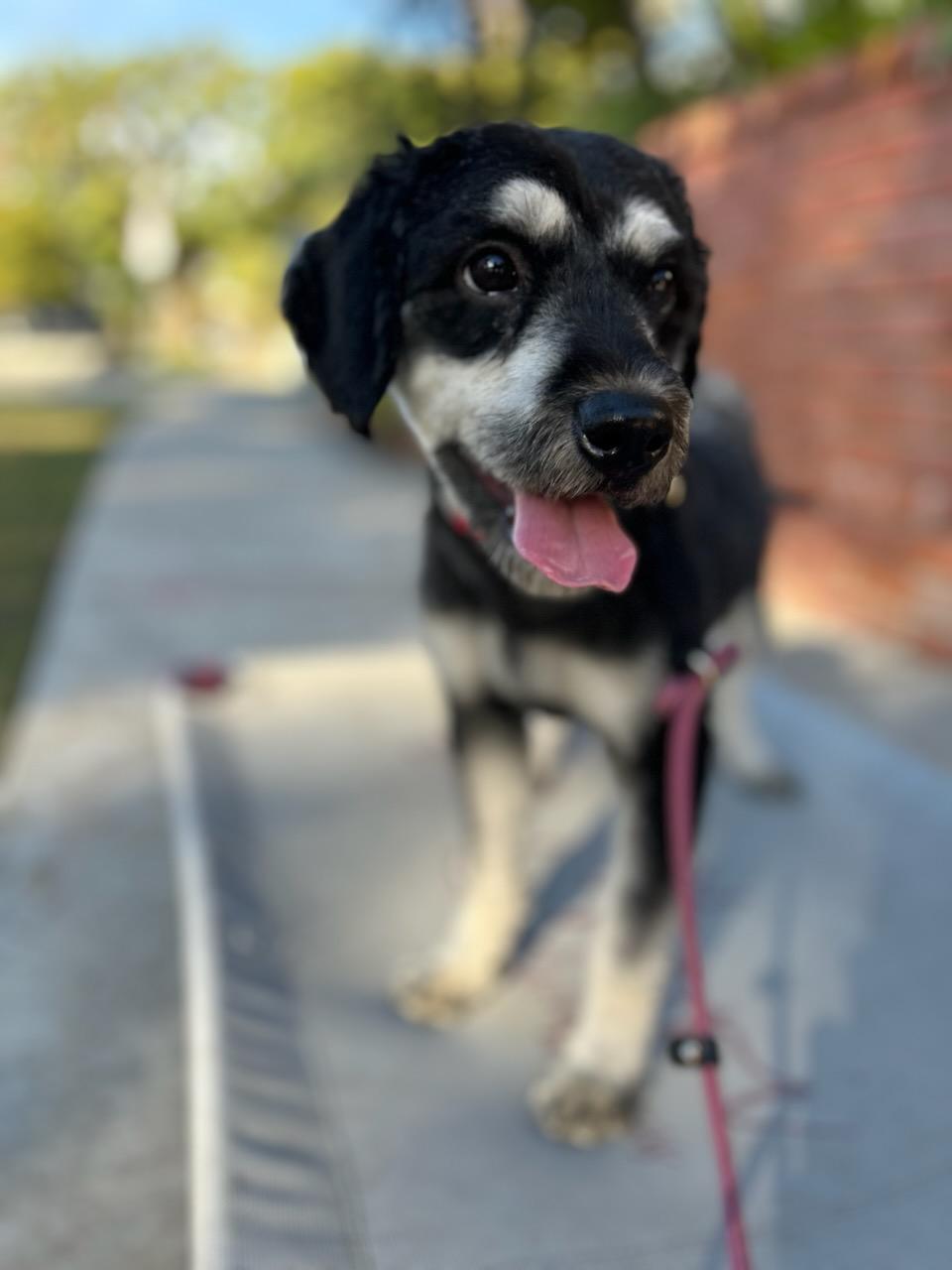 Photo of Rescue Miniature Schnauzer Mix Peppermint