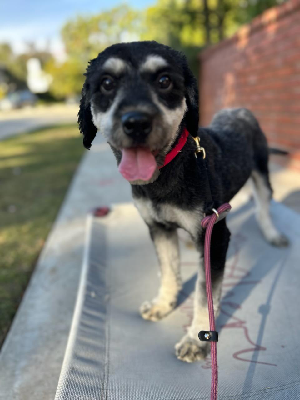 Photo of Rescue Miniature Schnauzer Mix Peppermint