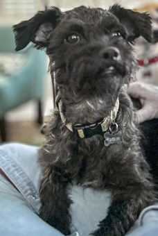 Photo of Rescue Miniature Schnauzer Raccoon