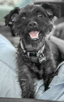 Photo of Rescue Miniature Schnauzer Raccoon