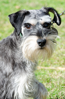 Photo of Rescue Miniature Schnauzer Sophie