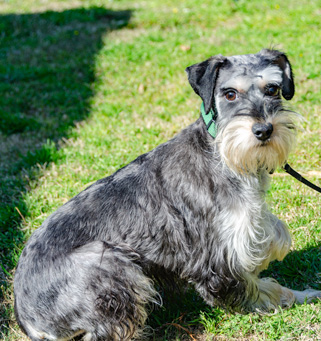 Photo of Rescue Miniature Schnauzer Sophie