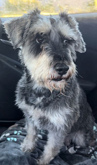 Photo of Rescue Miniature Schnauzer Sparky