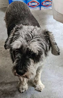 Photo of Rescue Miniature Schnauzer Sparky