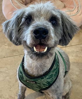 Photo of Rescue Miniature Schnauzer Spartacus