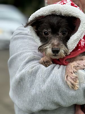 Photo of Rescue Miniature Schnauzer Toughy