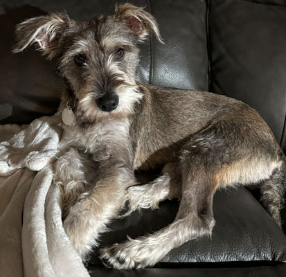 Photo of Rescue Miniature Schnauzer Watson