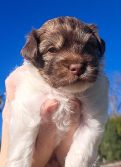 Photo of Rescue Miniature Terrier Jacinda