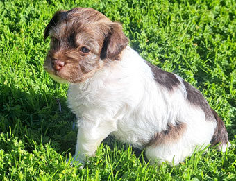 Photo of Rescue Miniature Terrier Jacinda