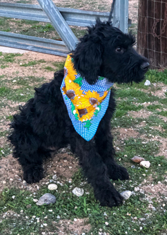 Photo of Rescue Miniature Schnauzer Puppy Luke