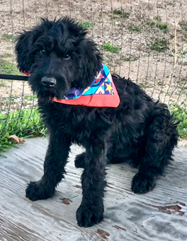 Photo of Rescue Miniature Schnauzer Puppy Luke