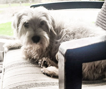 Photo of Rescue Miniature Schnauzer Gracie