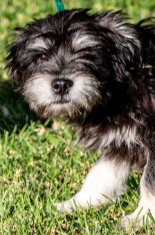 Photo of Rescue Miniature Schnauzer Mix Puppy Henry
