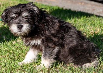 Photo of Rescue Miniature Schnauzer Mix Puppy Henry