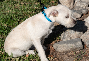 Photo of Rescue Miniature Schnauzer Mix Puppy Honey