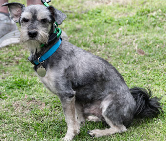 Photo of Rescue Miniature Schnauzer Nigel