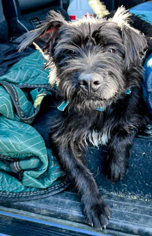 Photo of Rescue Standard Schnauzer Puppy Pearl