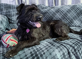 Photo of Rescue Rescue Standard Schnauzer Puppy Pearl