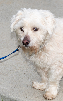Photo of Rescue Miniature Schnauzer Mix Turbo