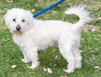 Photo of Rescue Miniature Schnauzer Mix Turbo
