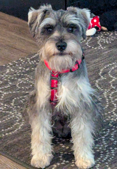 Photo of Rescue Schnauzer Skrappy Sox