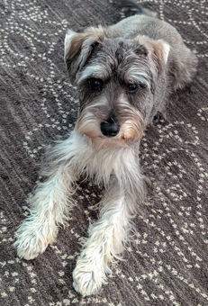 Photo of Rescue Schnauzer Skrappy Sox