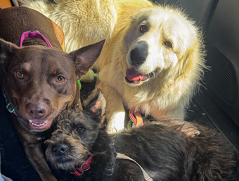 Photo of Rescue Miniature Schnauzer Mix Puppy Buddy and friends