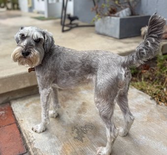 Photo of Rescue Miniature Schnauzer Crouton