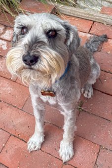 Photo of Rescue Miniature Schnauzer Crouton