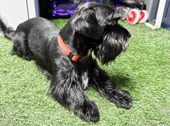 Photo of Rescue Miniature Schnauzer Dior