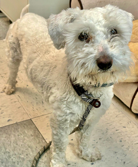 Photo of Rescue Miniature Schnauzer Mix Puppy Honey