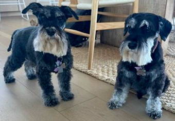 Photo of Rescue Miniature Schnauzer Dante