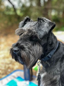 Photo of Rescue Miniature Schnauzer Ficino