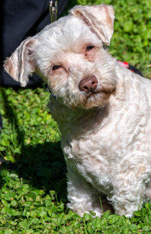 Photo of Rescue Miniature Poodle Mix Mary Lou