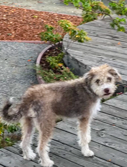 Photo of Rescue Miniature Schnauzer Mix Puppy Millie