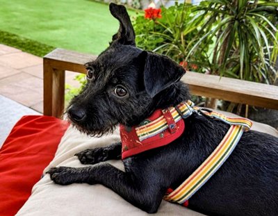 Photo of Rescue Miniature Schnauzer / Shih Tzu Mix Millie