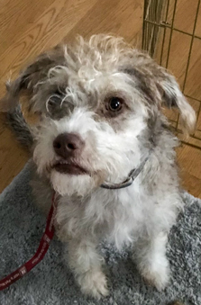 Photo of Rescue Miniature Schnauzer Mix Puppy Millie