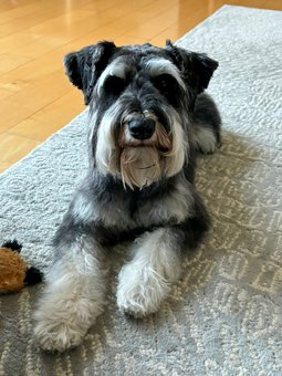 Photo of Rescue Miniature Schnauzer Dante