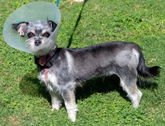 Photo of Rescue Miniature Schnauzer Crouton