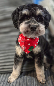 Photo of Rescue Miniature Schnauzer Rex