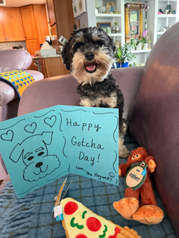 Photo of Rescue Miniature Schnauzer Rex
