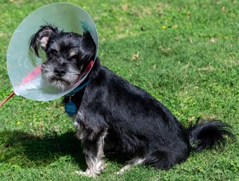 Photo of Rescue Miniature Schnauzer Crouton